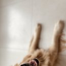 준 pet 이미지