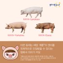 금돼지 이미지