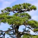 진세이 - 구미시 | 진세이