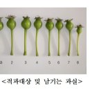 신초 이미지