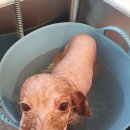 봄봄그루밍샵 이미지