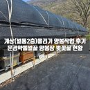 문경식농장 | 계상(벌통2층) 올리기 양봉 작업 후기｜문경 약돌벌꿀 양봉장 벚꽃꿀 상황