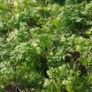 오골계마을 이미지