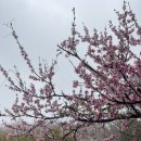 야외무대장 | 부천 봄꽃축제 도당산 벚꽃축제 실시간 주차 먹거리 행사 개화현황 부천벚꽃