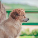 강아지영토 이미지