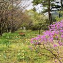도마산초등학교 | 파주 가볼만한 곳 벽초지 수목원 4월 부터 11월까지 축제 정리