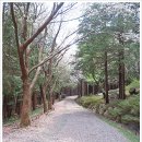 황령산 바람고개 | 부산 황령산 진달래와 벚꽃길 그리고 편백나무 숲길