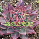 최강농장 이미지