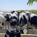 우천목장 | 아이와 가면 평생 기억 남는 낙농체험｜용인 농도원 목장 후기