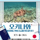 와따투어 | 오키나와 케라마제도 거북이 스노쿨링 다이빙 투어 추천 와따오키나와 솔직후기