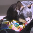 마루 O (MARU-O) 이미지