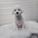 플러스 애견미용실 이미지