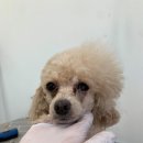 펫글뷰티 이미지