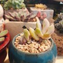 일산농산 - 고양시 일산동구 견달산로 28 | 일산농산