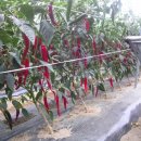 인하농장 이미지