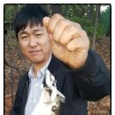 이지스핀 이미지
