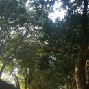 완도수목원 이미지