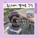 오늘간식 | 츄스데이 캥거루 동결건조 하이포알러지 강아지 고양이 간식 후기