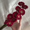 새벽 배송으로 받은 어니스트플라워(honestflower) 내돈내산 후기, 꾸까(kukka)와 비교