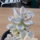 살구미농장 네이버블로그