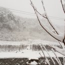 수일농장 Daum카페