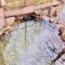 남생이못 | 곤지암 화담숲 수선화 축제 방문 후기 벚꽃 개화 현황