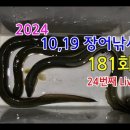 2024년 24번째 라이브 방송 181회(영상)-강풍과장어마릿수 이미지