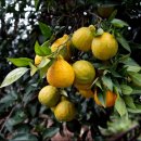 광령귤나무 이미지
