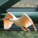 우포 따오기 구조 치료센터 이미지