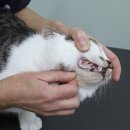 다올동물병원 이미지