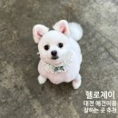 도안중로 | 대전 관저동 애견미용 잘하는 곳 헬로제이 포메라니안 미용 후기