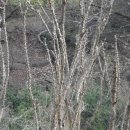 광덕산(충남 아산) 야생화 탐방 이야기.. 이미지