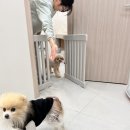 댕실댕실 | 의정부 &#39;댕실댕실&#39; 말티푸 강아지 미용 내돈내산 후기