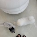 견식도락 거제시청점 | 거제 반려견 편집숍 수제간식 " 견식도락 거제 시청점 " 방문 후기