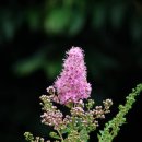 6월 3일의 꽃은 '꼬리조팝나무(Willowleaf spiraea)' 이미지