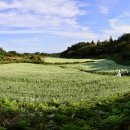 한라산둘레길 천아숲길 이미지