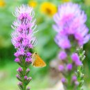 배일치 농장 이미지