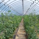 6.15 농장 이미지