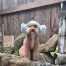 복골온천 애견스파 이미지
