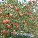 대웅농장 이미지