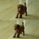 예쁘개해줄개 이미지