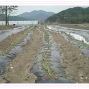 최영자농장 이미지