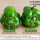 산야초-피망 이미지