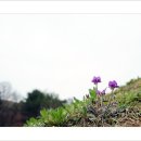 자운 이미지