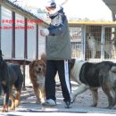 세계명견 감곡켄넬 이미지