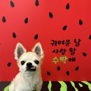 몽구네 애견유치원 이미지