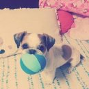 판암동 주공3단지 아파트쪽 6월15일 오후 5시 40분경 잃어버린 시츄 찾습니다 이미지