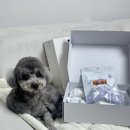 살롱드 펫 | 청라 살롱드주 애견미용 오픈기념 이벤트✨ 지금 예약하면 3만원 혜택!