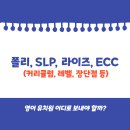 라이즈영어