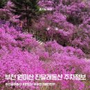 한강시민공원(가족동산 초입) | 원미산 진달래동산 진달래축제 주차 요금 실시간 개화현황 포토존꿀팁 4/2